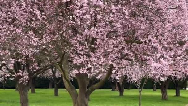 Kiraz Çiçekleri Baharın Sembolüdür Güzel Sakura Kiraz Çiçekleri Büyüleyici Bir — Stok video