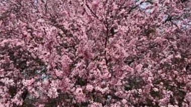 Kiraz çiçekleri baharın sembolüdür. Güzel sakura. Kiraz çiçekleri büyüleyici bir doğa harikasıdır..