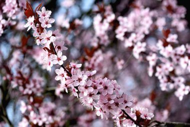 Kiraz çiçekleri baharın sembolüdür. Güzel sakura. Kiraz çiçekleri büyüleyici bir doğa harikasıdır..