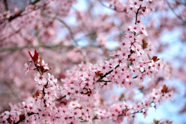 Kiraz çiçekleri baharın sembolüdür. Güzel sakura. Kiraz çiçekleri büyüleyici bir doğa harikasıdır..