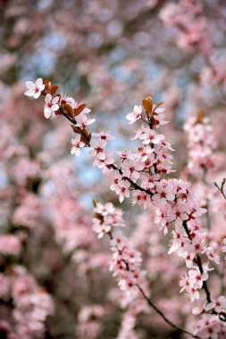 Kiraz çiçekleri baharın sembolüdür. Güzel sakura. Kiraz çiçekleri büyüleyici bir doğa harikasıdır..