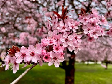 Kiraz çiçekleri baharın sembolüdür. Güzel sakura. Kiraz çiçekleri büyüleyici bir doğa harikasıdır..