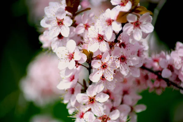 春を象徴する桜です 美しい桜だ 桜は素晴らしい自然の驚異です — ストック写真