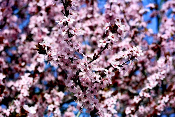 Las Flores Cerezo Son Simbólicas Primavera Hermosa Sakura Flores Cerezo — Foto de Stock