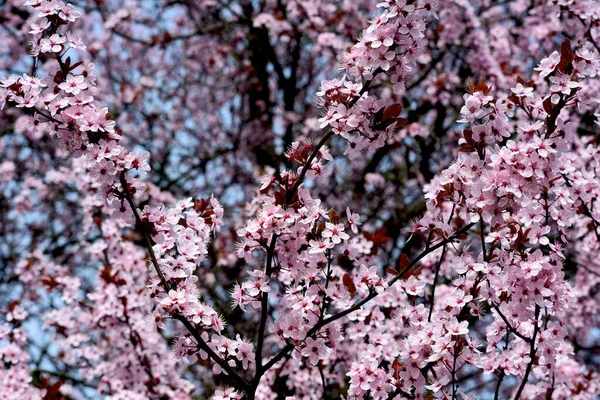 Kwiaty Wiśni Symbolizują Wiosnę Piękna Sakura Kwiaty Wiśni Oszałamiającym Naturalnym — Zdjęcie stockowe