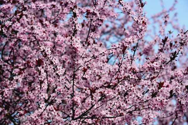 Les Fleurs Cerisier Symbolisent Printemps Belle Sakura Les Fleurs Cerisier — Photo