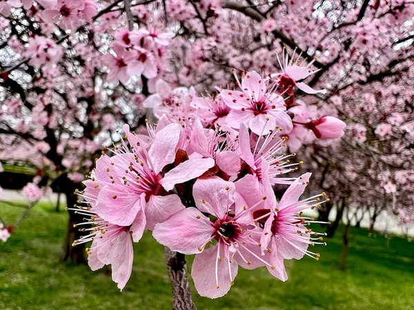 Las Flores Cerezo Son Simbólicas Primavera Hermosa Sakura Flores Cerezo — Foto de Stock