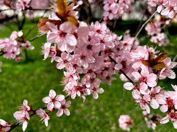 Cseresznyevirág Tavaszt Szimbolizálja Gyönyörű Szakura Cseresznyevirág Egy Lenyűgöző Természeti Csoda — Stock Fotó