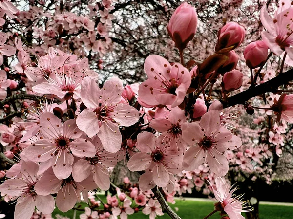 Les Fleurs Cerisier Symbolisent Printemps Belle Sakura Les Fleurs Cerisier — Photo