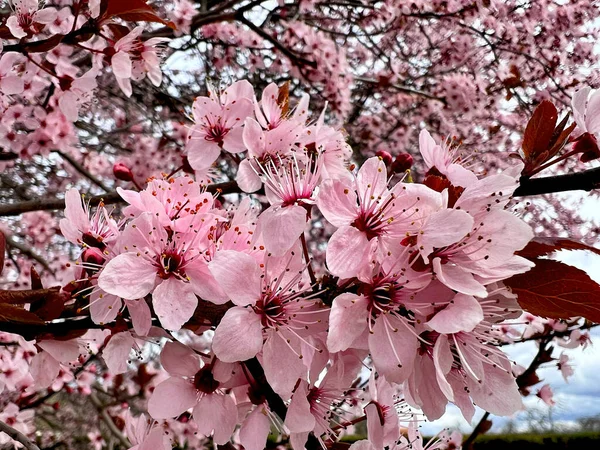 stock image Cherry blossoms are symbolic of spring. Beautiful sakura. Cherry blossoms are a stunning natural wonder.