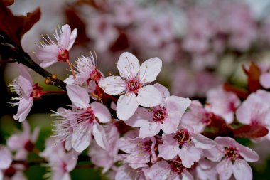 Kiraz çiçekleri baharın sembolüdür. Güzel sakura. Kiraz çiçekleri büyüleyici bir doğa harikasıdır..