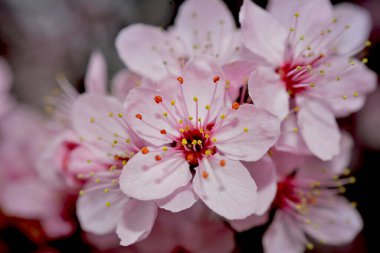 Kiraz çiçekleri baharın sembolüdür. Güzel sakura. Kiraz çiçekleri büyüleyici bir doğa harikasıdır..