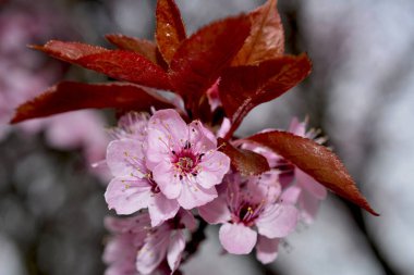 Kiraz çiçekleri baharın sembolüdür. Güzel sakura. Kiraz çiçekleri büyüleyici bir doğa harikasıdır..