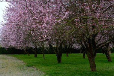 Kiraz çiçekleri baharın sembolüdür. Güzel sakura. Kiraz çiçekleri büyüleyici bir doğa harikasıdır..