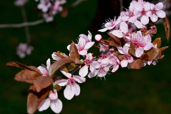 春を象徴する桜です 美しい桜だ 桜は素晴らしい自然の驚異です — ストック写真