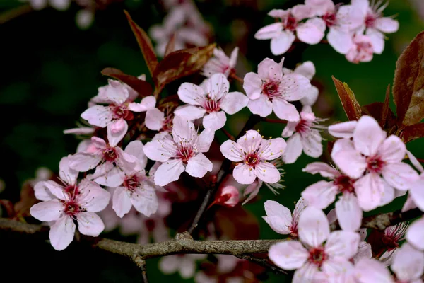 Las Flores Cerezo Son Simbólicas Primavera Hermosa Sakura Flores Cerezo —  Fotos de Stock