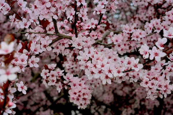 Körsbärsblommor Symbol För Våren Vacker Sakura Körsbärsblommor Ett Fantastiskt Naturligt — Stockfoto