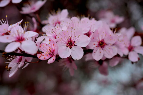 Kiraz çiçekleri baharın sembolüdür. Güzel sakura. Kiraz çiçekleri büyüleyici bir doğa harikasıdır..
