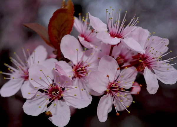 Kiraz çiçekleri baharın sembolüdür. Güzel sakura. Kiraz çiçekleri büyüleyici bir doğa harikasıdır..