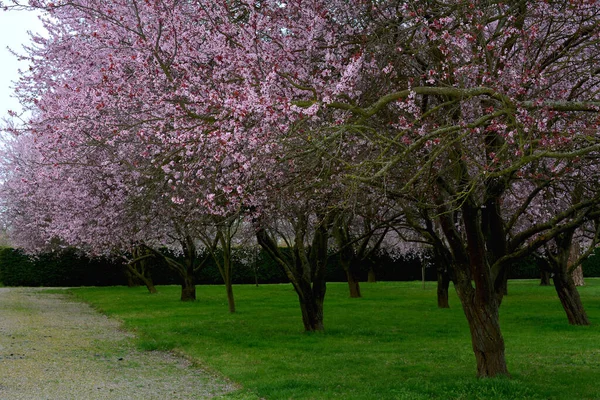 stock image Cherry blossoms are symbolic of spring. Beautiful sakura. Cherry blossoms are a stunning natural wonder.