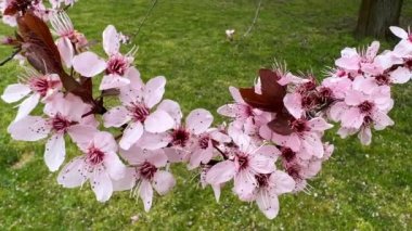 Kiraz çiçekleri baharın sembolüdür. Güzel sakura. Kiraz çiçekleri büyüleyici bir doğa harikasıdır..