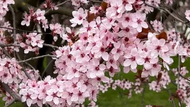 Las Flores Cerezo Son Simbólicas Primavera Hermosa Sakura Flores Cerezo — Vídeos de Stock