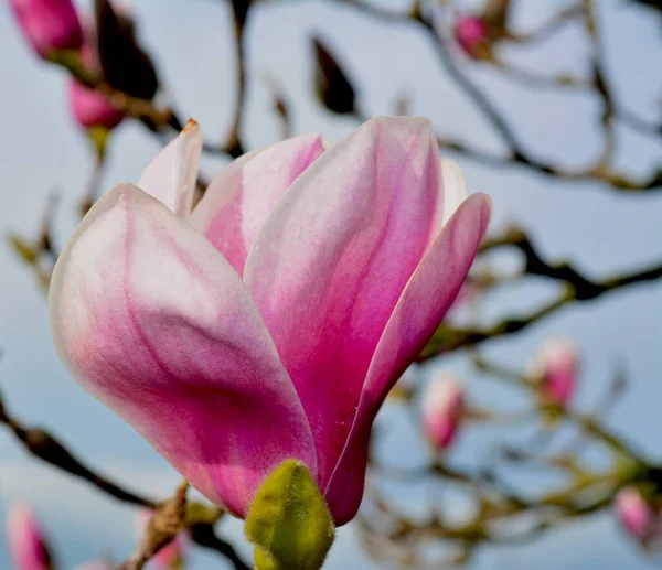 Kwitnące Drzewo Magnolii Wiosną Piękne Różowe Kwiaty Gałęzi — Zdjęcie stockowe