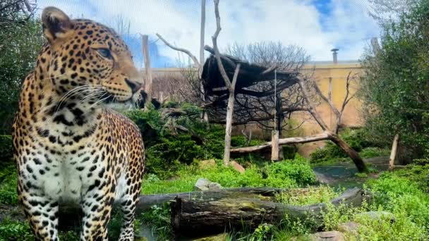 Портрет Леопарда Макро Снимок Леопарда Позирующего Камеры Склад Видео — стоковое видео