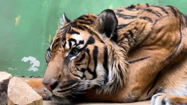 Relaxed Tiger Lies Awake Struggles Sleep Stock Video — Stock Video