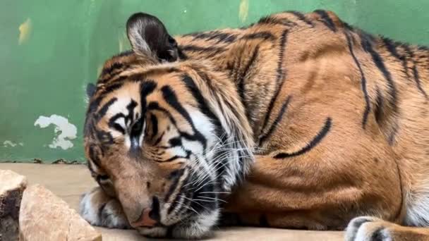 Relaxed Tiger Lies Awake Struggles Sleep Stock Video — Stock Video