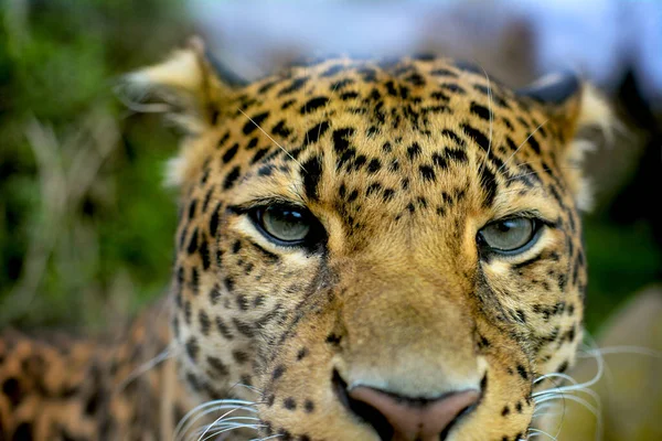Ritratto Leopardo Macro Ripresa Del Leopardo Posa Fotocamera Foto Stock — Foto Stock