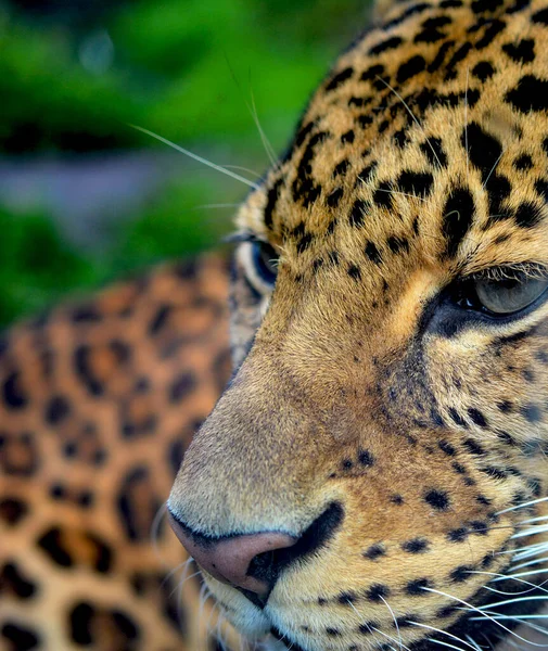 Retrato Leopardo Macro Del Leopardo Posando Para Cámara Foto Stock — Foto de Stock