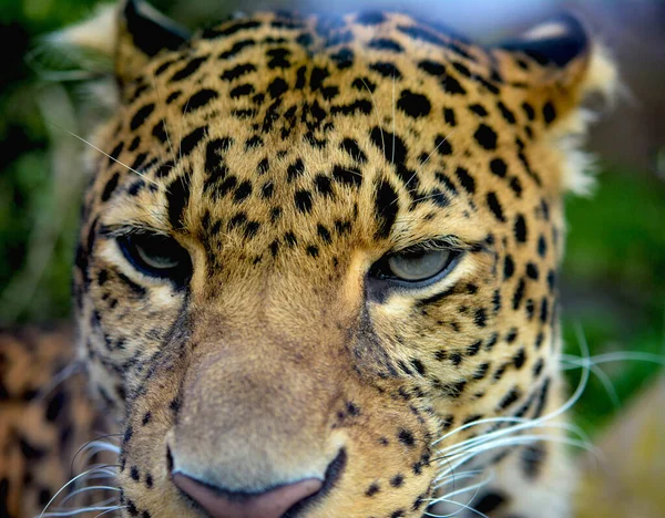 Retrato Leopardo Macro Tiro Leopardo Posando Para Câmera Foto Stock — Fotografia de Stock