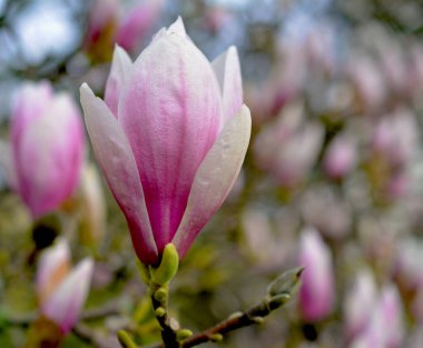 İlkbaharda çiçek açan manolya ağacı. Güzel pembe çiçekler dalda.