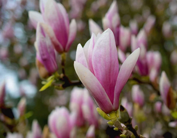Цветущее Весной Дерево Магнолии Красивые Розовые Цветы Ветке — стоковое фото