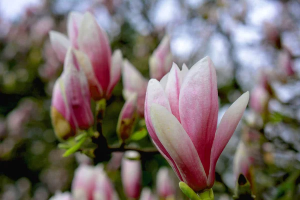 Ανθισμένο Δέντρο Μανόλια Την Άνοιξη Όμορφα Ροζ Λουλούδια Ένα Κλαδί — Φωτογραφία Αρχείου