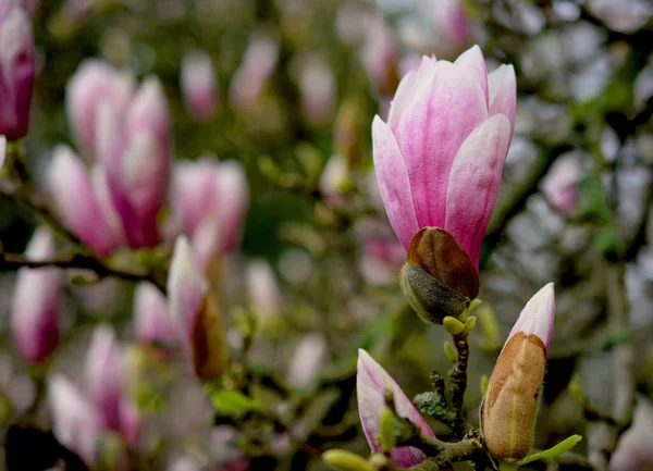 Magnolia Fleurs Printemps Belles Fleurs Roses Sur Une Branche — Photo
