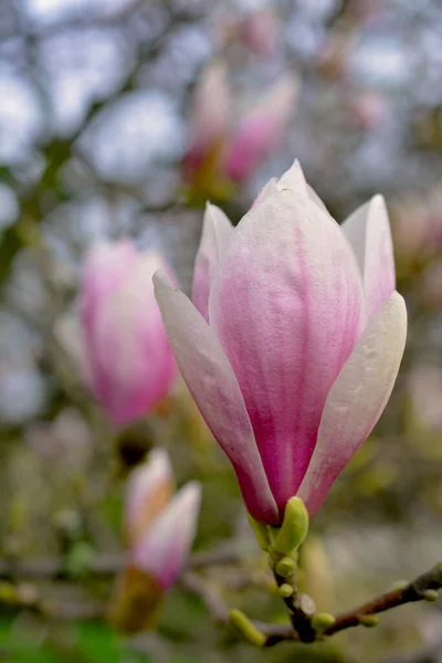 Ανθισμένο Δέντρο Μανόλια Την Άνοιξη Όμορφα Ροζ Λουλούδια Ένα Κλαδί — Φωτογραφία Αρχείου