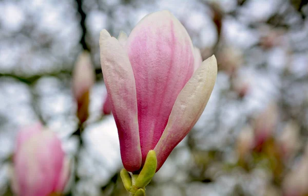 Цветущее Весной Дерево Магнолии Красивые Розовые Цветы Ветке — стоковое фото