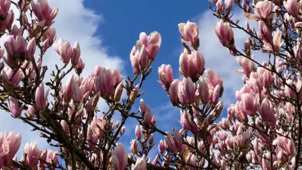 Magnolia Floreciendo Contra Cielo Azul Flores Rosadas Una Rama Vídeo — Vídeo de stock