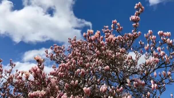 Magnolia Che Fiorisce Contro Cielo Blu Fiori Rosa Ramo Video — Video Stock