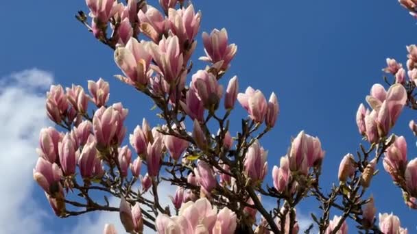 Μανόλια Ανθίζει Στον Γαλάζιο Ουρανό Ροζ Λουλούδια Ένα Κλαδί Απόθεμα — Αρχείο Βίντεο