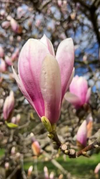 Magnolia Floreciendo Contra Cielo Azul Flores Rosadas Una Rama Vídeo — Vídeos de Stock
