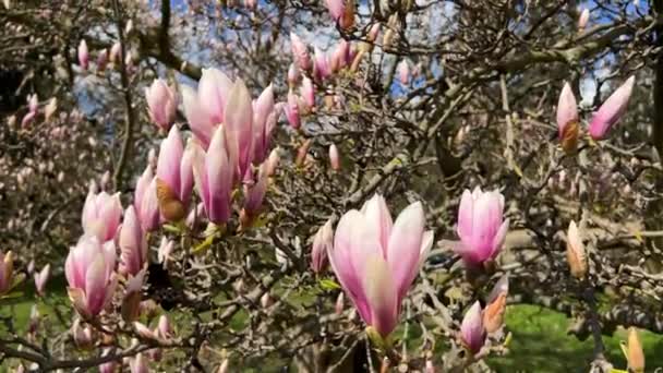 Manolya Mavi Gökyüzünde Çiçek Açıyor Bir Dalda Pembe Çiçekler Stok — Stok video
