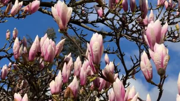 하늘을 배경으로 꽃봉오리가 나뭇가지에 비디오 — 비디오