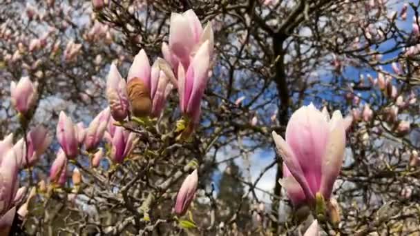 Magnolia Kék Felé Virágzik Rózsaszín Virágok Egy Ágon Készletfelvétel — Stock videók