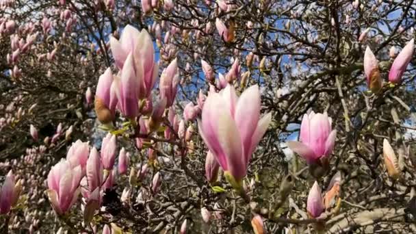 Magnolia Kwitnąca Pod Błękitnym Niebem Różowe Kwiaty Gałęzi Filmik — Wideo stockowe