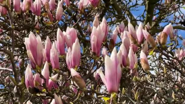 Magnolia Kék Felé Virágzik Rózsaszín Virágok Egy Ágon Készletfelvétel — Stock videók