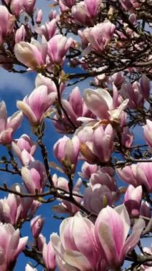 Manolya mavi gökyüzünde çiçek açıyor. Bir dalda pembe çiçekler. Stok videosu. 4K