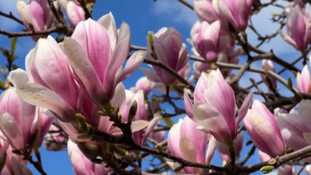 Manolya Mavi Gökyüzünde Çiçek Açıyor Bir Dalda Pembe Çiçekler Stok — Stok video